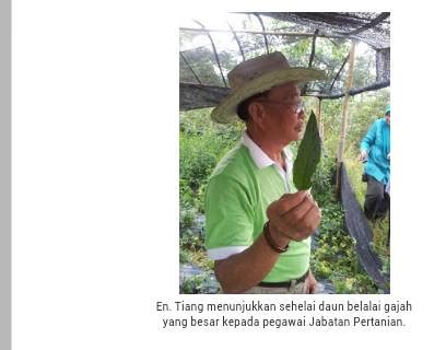 Monyet atau kera (monkeys) merupakan sejenis haiwan dari rumpun primate haplorin iaitu rumpun haiwan yang selalunya berada atau tinggal berhampiran manusia di negara kita dan juga luar negara. Petua Orang Tua: Pokok Belalai Gajah