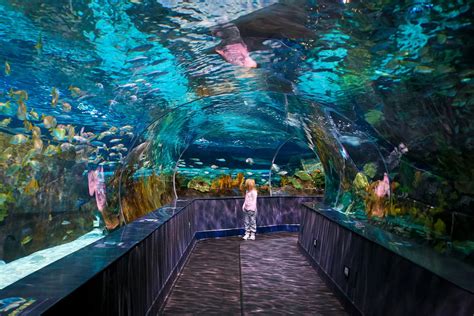 Ripleys Aquarium Of The Smokies Gatlinburg Tn Best Aquariums For