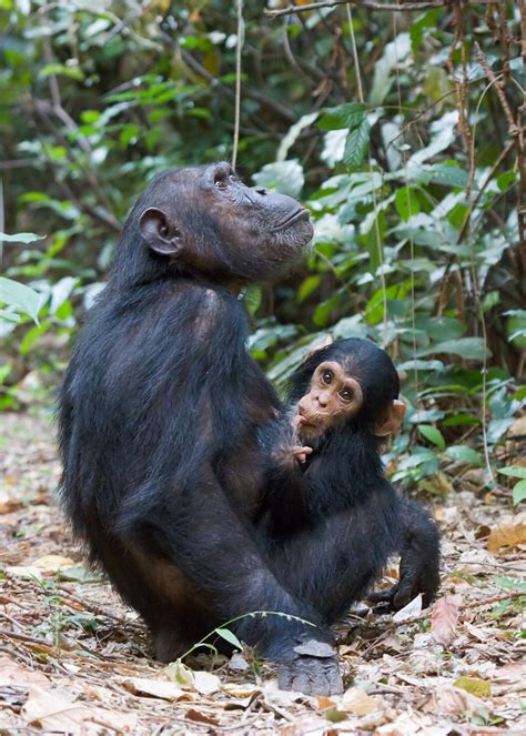 Chimpansee Wikipedia