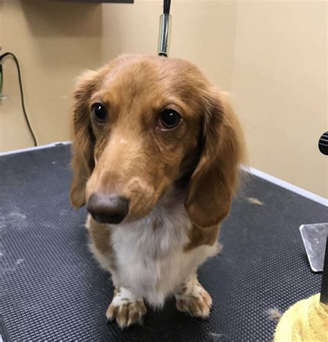 Corgi + long haired dachsund. Lola the long haired Doxie! 🐾 | Healthy pets, Pets, Pet ...