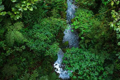 A Walk In Costa Ricas Monteverde Cloud Forest