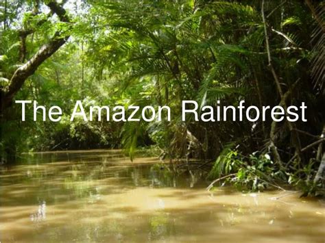 Ppt The Amazon Rainforest Powerpoint Presentation Free Download Id