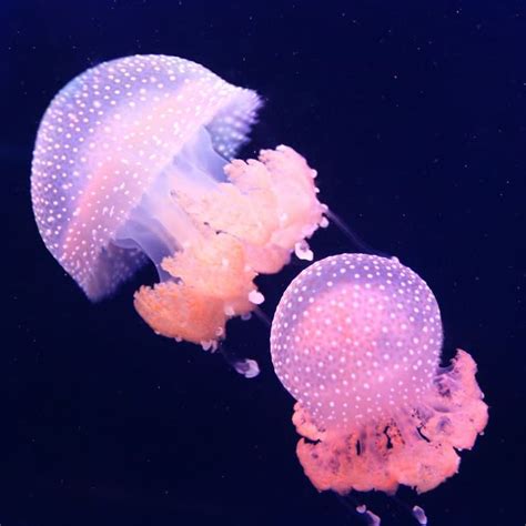 7 Stunning Pictures And Mind Blowing Facts About Jellyfish Jellyfish