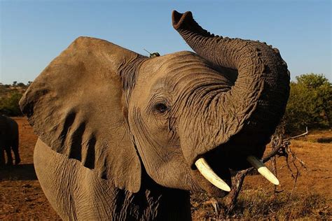 Hundreds Of Elephants Mysteriously Dying In Botswana