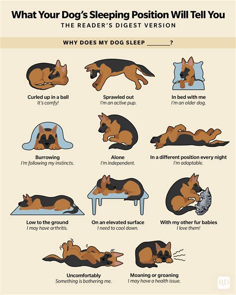 What Your Dogs Sleeping Position Will Tell You Readers Digest