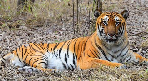 Climate Change May Wipe Out Bengal Tigers In Sundarbans By