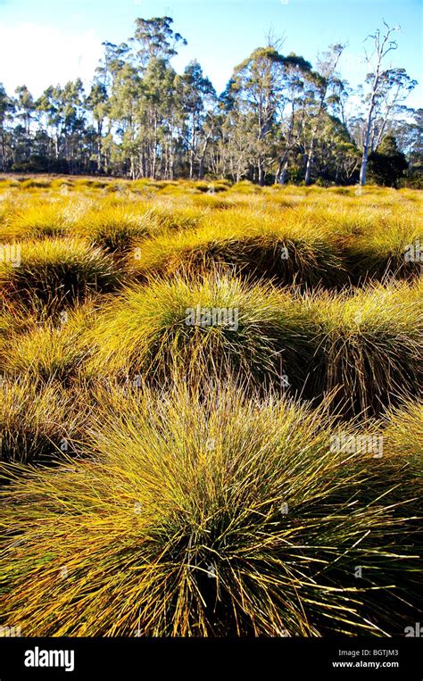 Button Grass Cradle Mountain National Park Tasmania Stock Photo Alamy