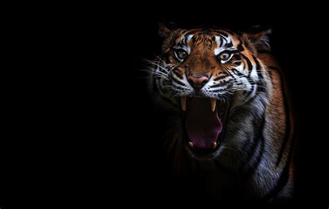 Wallpaper Language Eyes Look Face Tiger Portrait Teeth Mouth