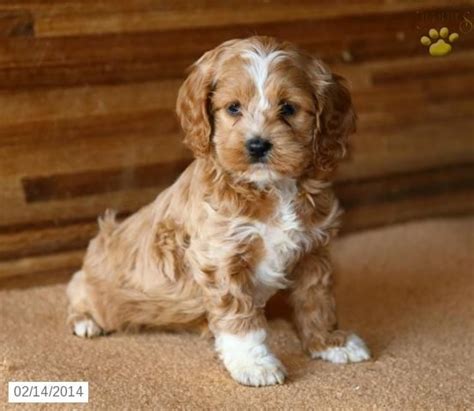 If you're ready to meet the cockapoo of your dreams, all you have to do is begin your matchmaker process. 48 Cute Cockapoo Puppy Pictures