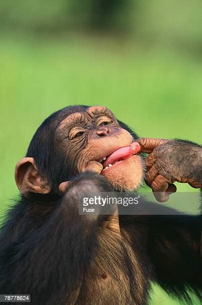 Monkey Sticking Out Tongue Stockfotos En Beelden Getty Images