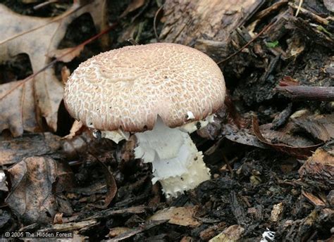 Stropharia Rugosoannulata