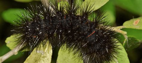 Cool Black Fuzzy Caterpillar Poisonous Ideas Octopussgardencafe