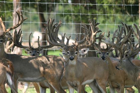 Texas Deer Breeding Program Tecate Creek Whitetail