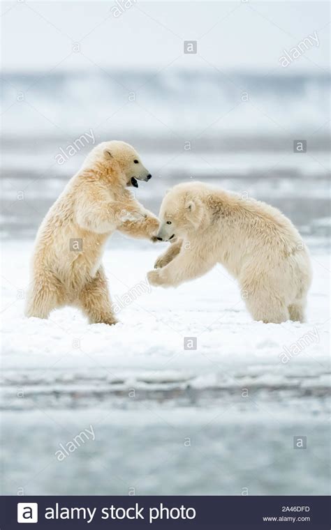 Polar Bear Cubs Ursus Maritimus In Kaktovik Alaska In The Arctic