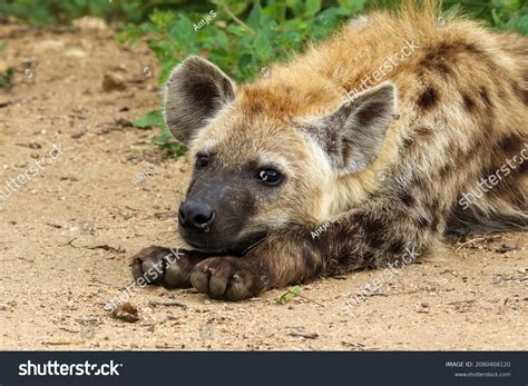 Young Spotted Hyena Resting Head On Stock Photo 2080408120 Shutterstock