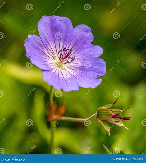 Purple Cranesbill Geranium Flower Macro Stock Photo Image Of Floral