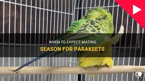 When To Expect Mating Season For Parakeets Petshun