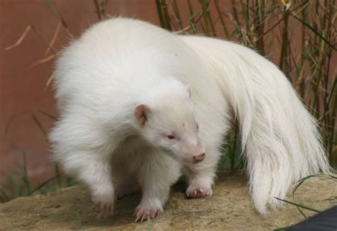 8 Examples Of Albinism In The Animal Kingdom Featured Creature Rare