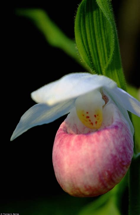 Welcome Grow For It Lady Slipper Orchid Flower Beauty Orchids