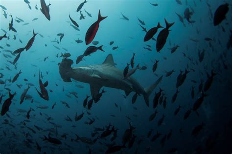 Researchers Discover New Hammerhead Shark Nursery In Galapagos Daily