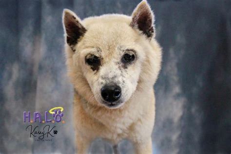 Heidi Shiba Inu Senior Adoption Rescue For Sale In Sebastian