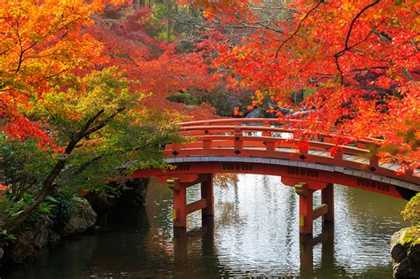 壁紙、日本、ガーデン、秋、池、橋、京都市、枝、自然、ダウンロード、写真