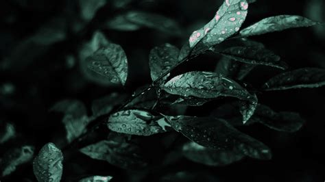 Check spelling or type a new query. Dark Wallpapers High Quality | Download Free