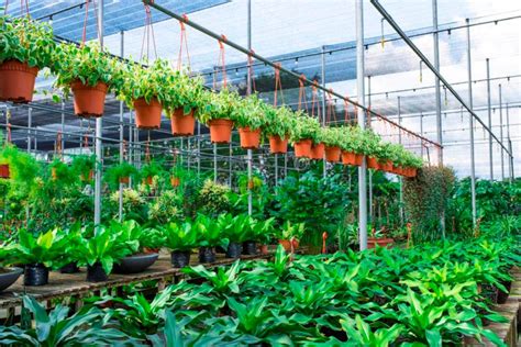 How To Start Your Own Plant Nursery For Profit