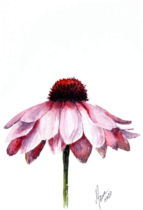 Pink Daisy Flower In Watercolor Original Painting 2020 Watercolour