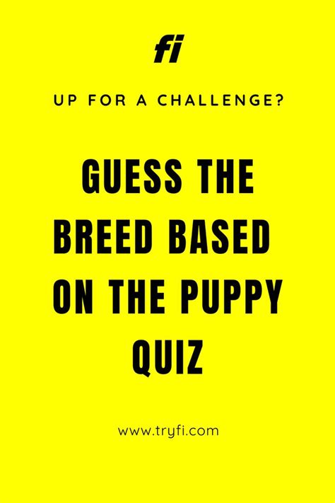 A Yellow Background With The Words Guess The Breed Based On The Puppy
