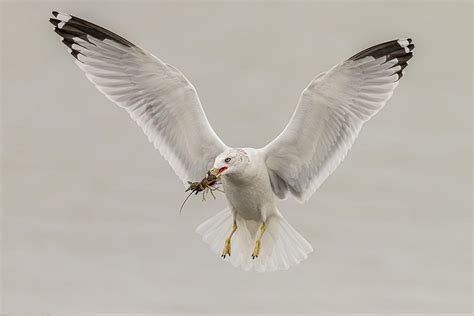 Ring Billed Gull Flying 2 Photograph By Morris Finkelstein Fine Art