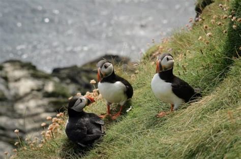 Amazing Animals In Europe Castaway With Crystal