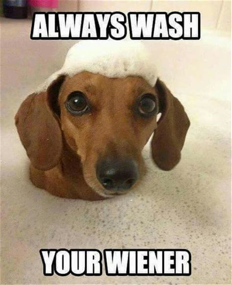 Weiner Dog Wiener Dog Humor Dog Jokes Dachshund Memes