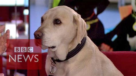 The department is the world's largest broadcast news organisation and generates about 120 hours of radio and television output each day, as well as online news coverage. Let your dog choose your partner? BBC News - YouTube