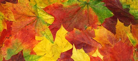 The Science Behind Autumn Foliage Colour The Diggers Club
