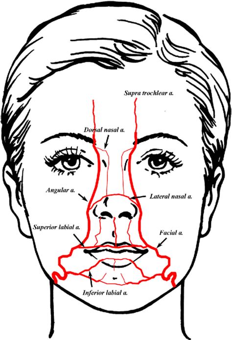A Typical Pattern Of The Labial Arteries With Implication For Lip