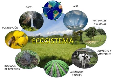 Los Ecosistemas Son Productores De Bienes Y Servicios Que Benefician Al