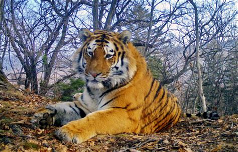 City Residents In Fear As Rare Siberian Tigers Stalk Vladivostok
