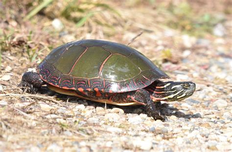 Painted Turtle Picture Walks