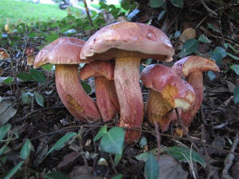 Houston Boletus Edible Mushroom Hunting And Identification