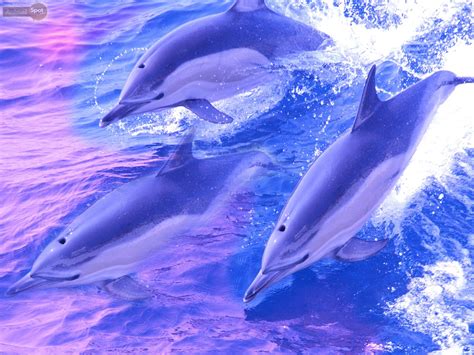 Dolphin Hd Wallpapers And Backgrounds Wallpaper In 2019 Dolphins