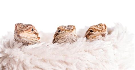 What Is A Baby Bearded Dragon Called And 4 More Amazing Facts A Z Animals