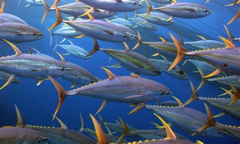 Yellowfin Tuna Species Wwf