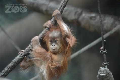 What Does A Six Month Old Sumatran Orangutan Like To Do Climb Explore