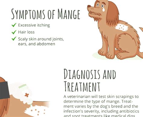 Types Of Mange In Dogs