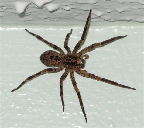 Common Spiders In Southern California Wolf Spider