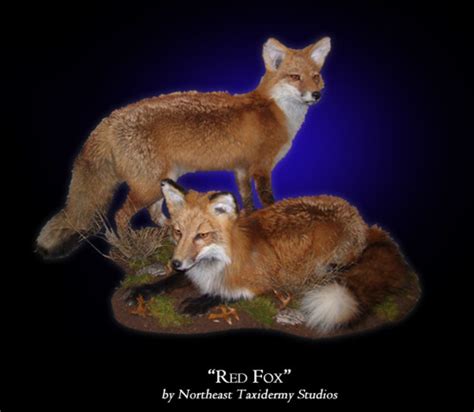 Red Fox Mount Mounted Red Fox Taxidermy