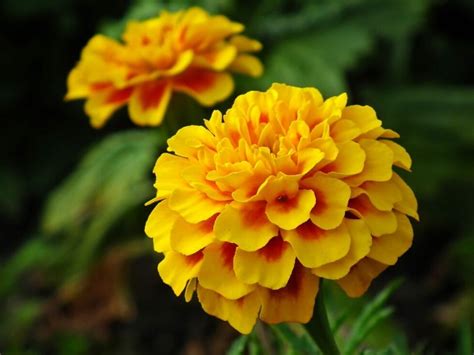 Ornamental Plants The Top 21 Types To Grow In Your Garden Florgeous 2022