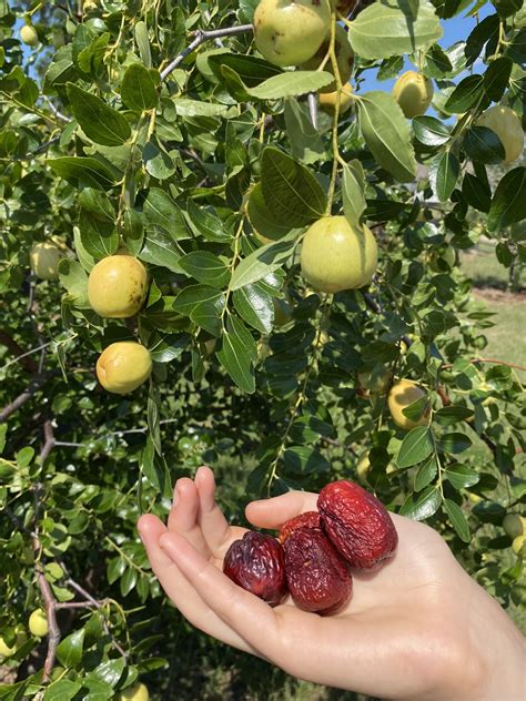 Ga 866 Jujube Tree Bob Wells Nursery Us Shipping