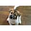 Cute Puppy Look Wallpaper  2560x1600 12611